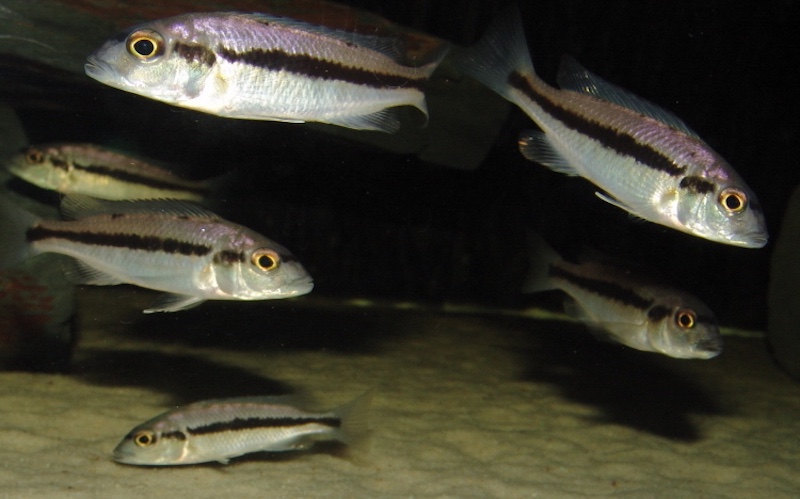 Taeniochromis holotaenia